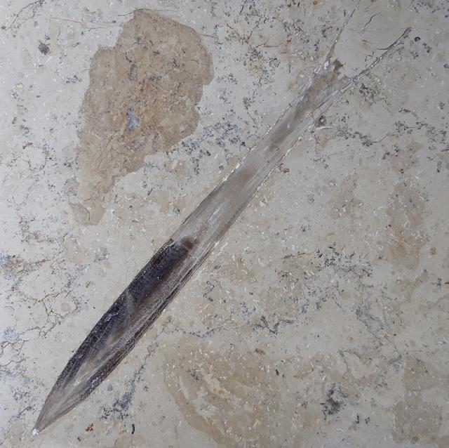 Hibolithes sp. (MONTFORT 1808) - Bild © FossNet FossilienStore